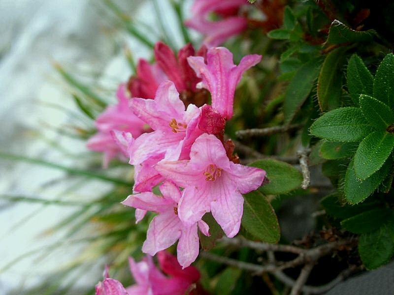 Rhododendron hirsutum / Rododentro peloso